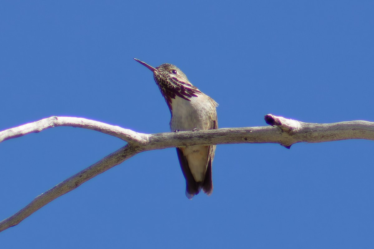 Calliope Hummingbird - ML619910375