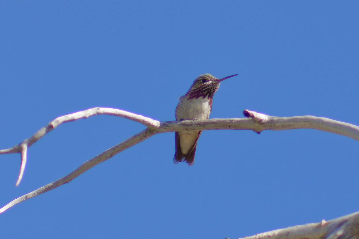 Calliope Hummingbird - ML619910376