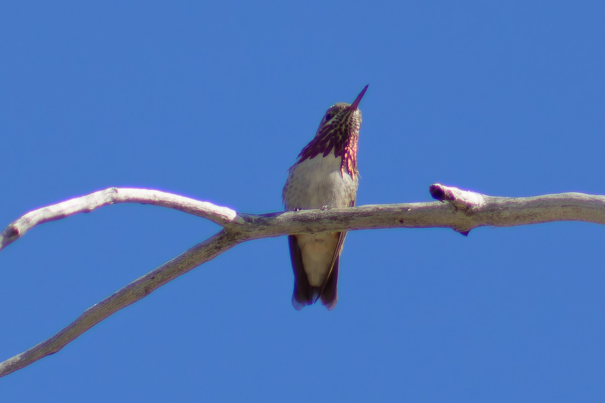 Calliope Hummingbird - ML619910377