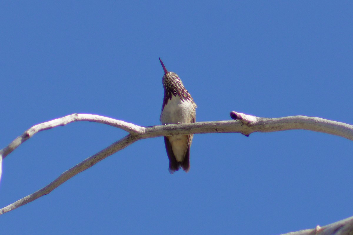 Calliope Hummingbird - ML619910378