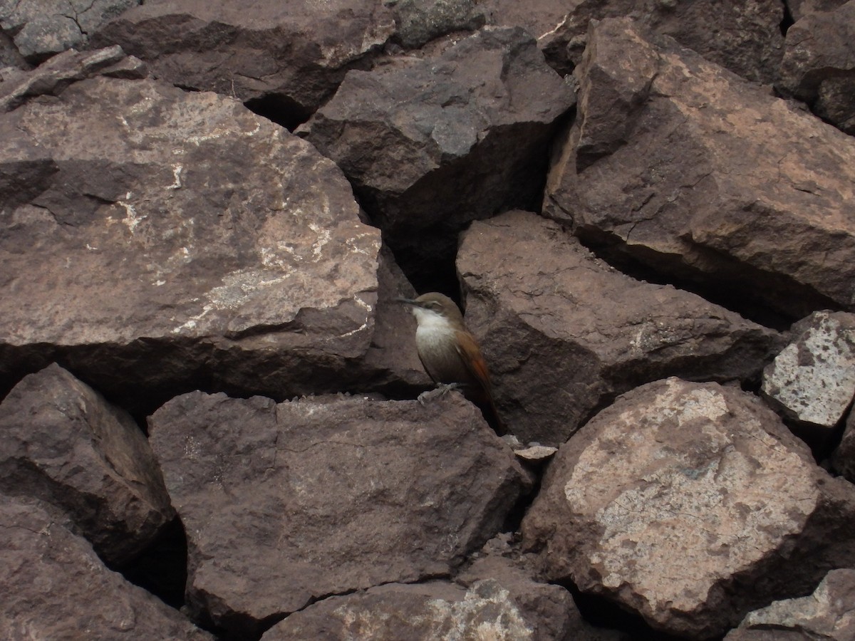 Chilia des rochers - ML619910388