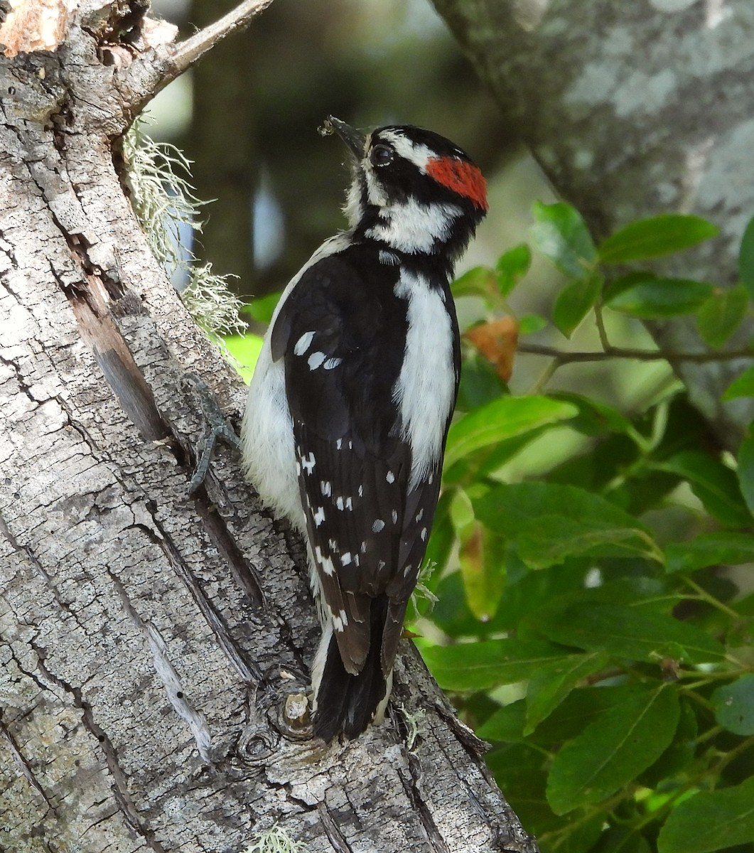 Downy Woodpecker - ML619910399