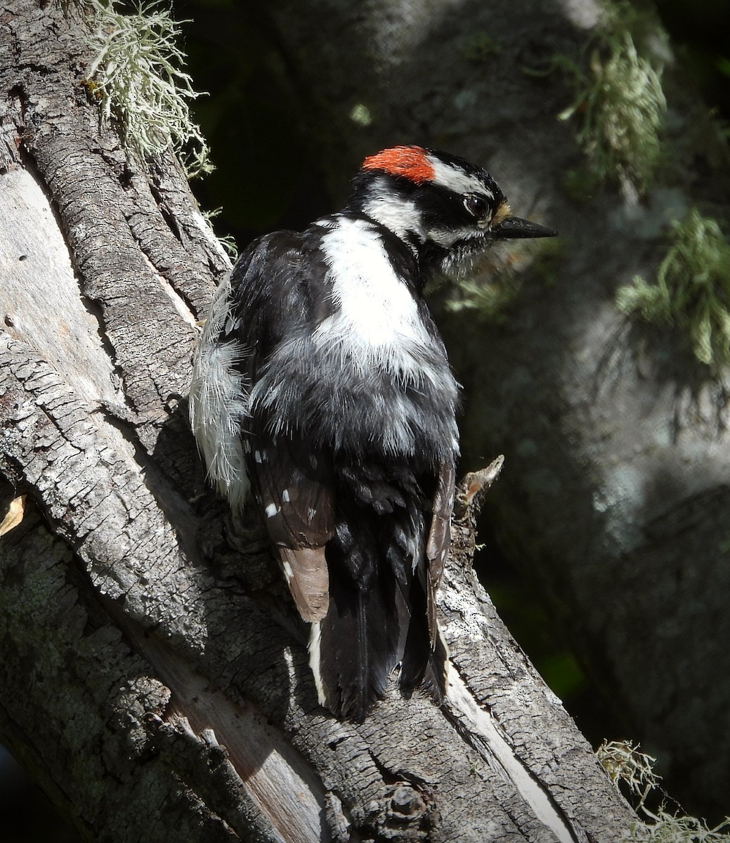Downy Woodpecker - ML619910401