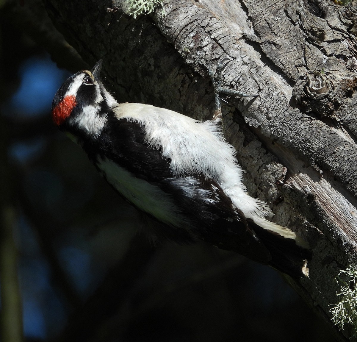 Downy Woodpecker - ML619910402