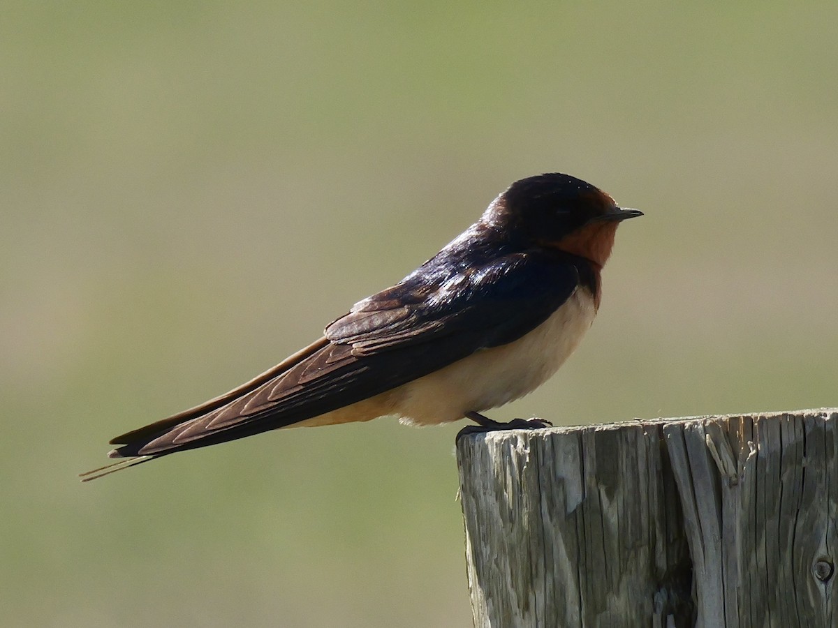 Barn Swallow - ML619910404