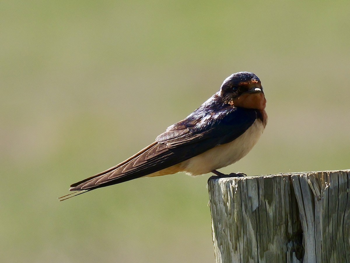 Barn Swallow - ML619910406