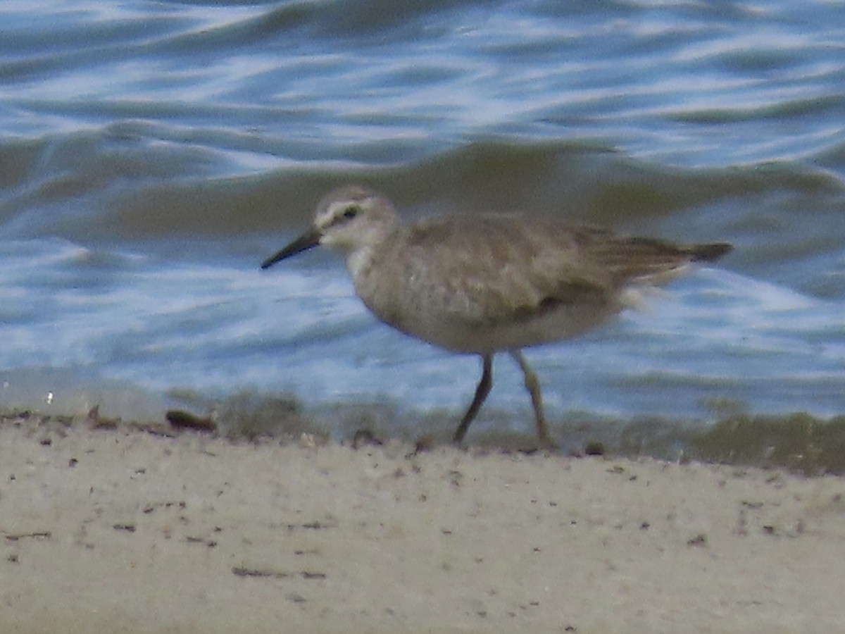 Red Knot - ML619910408
