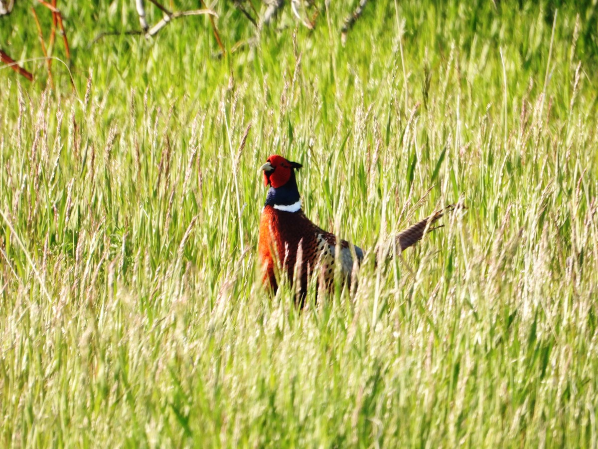 Ring-necked Pheasant - ML619910412