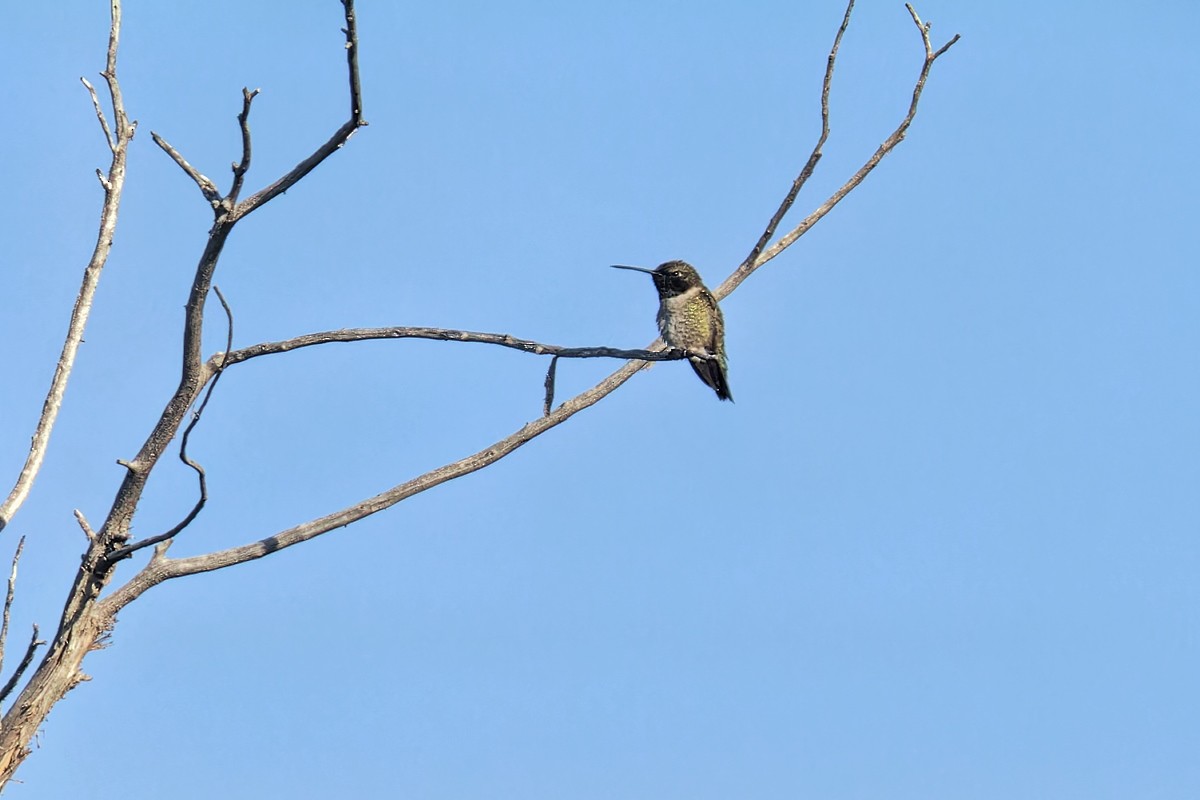 Broad-tailed Hummingbird - ML619910413