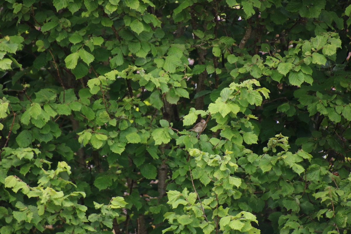 Common Chiffchaff - ML619910420