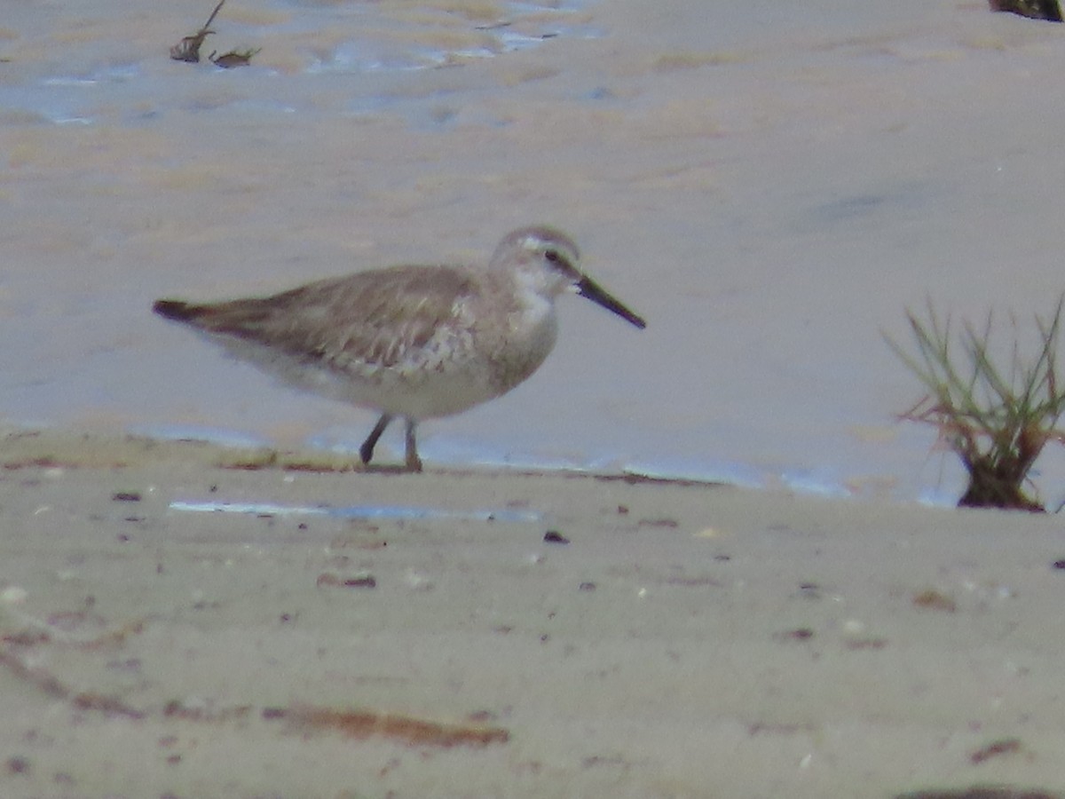 Red Knot - ML619910437