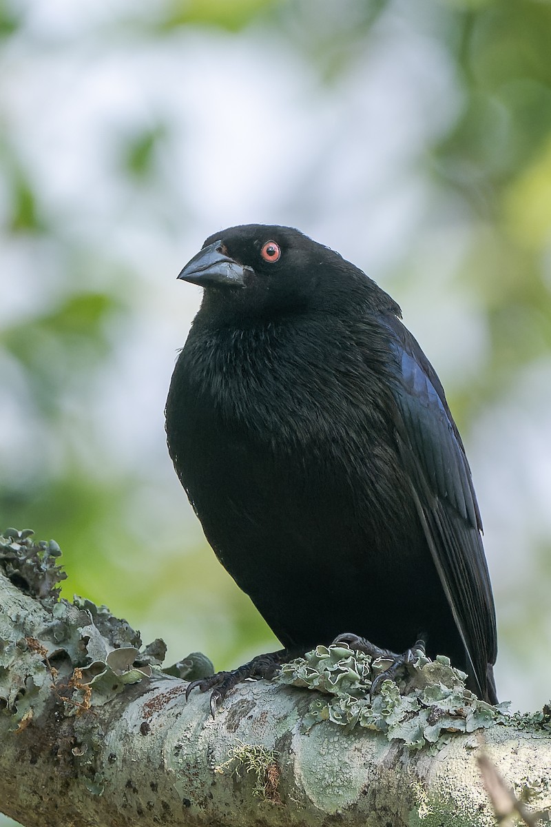 Bronzed Cowbird - ML619910438