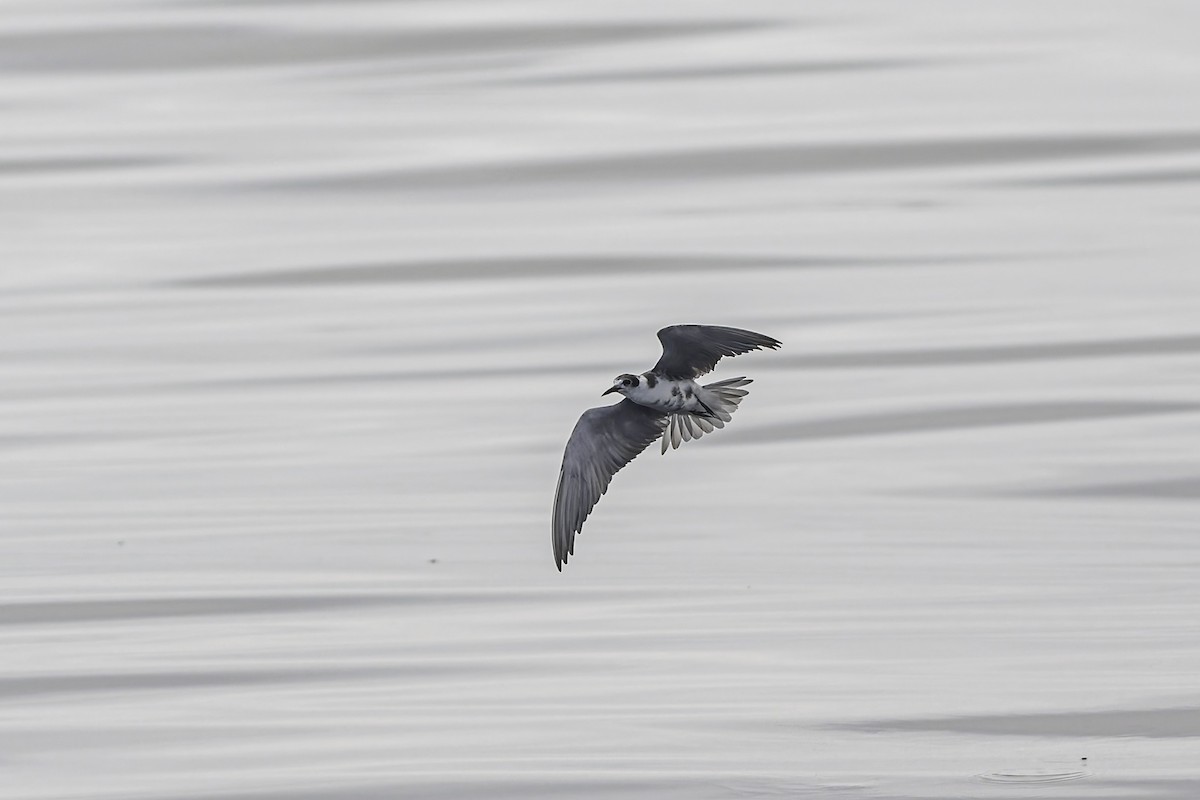 Black Tern - ML619910443