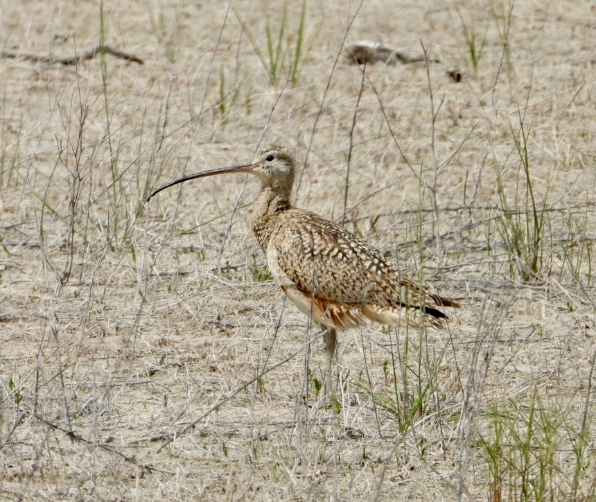 Long-billed Curlew - ML619910445