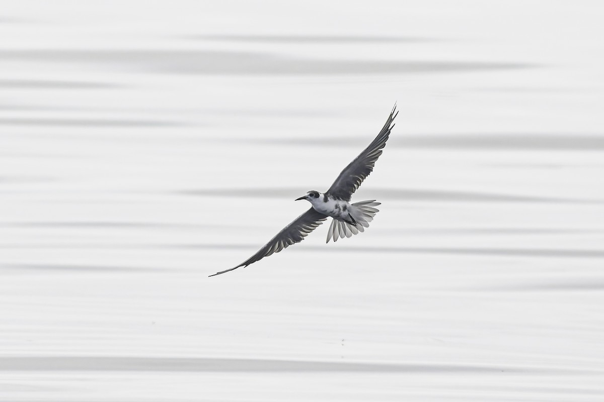 Black Tern - ML619910446