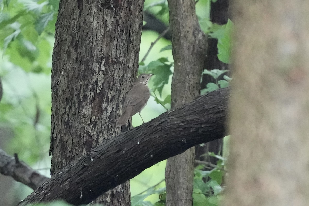 Gray-cheeked Thrush - ML619910456