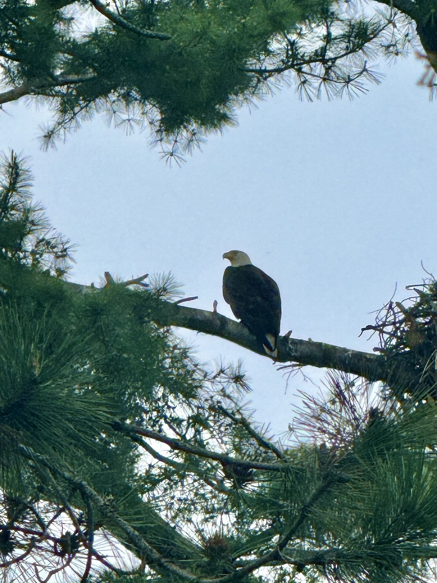Bald Eagle - ML619910482