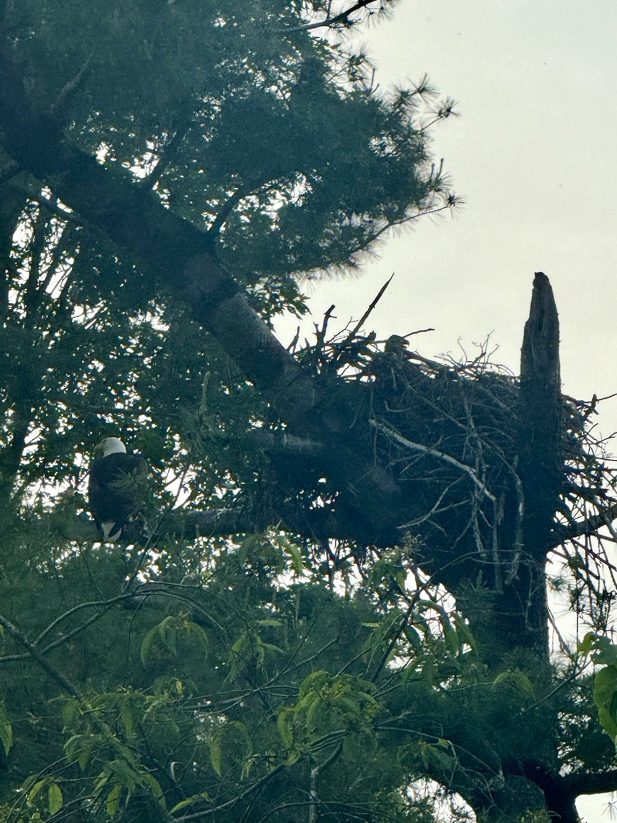 Bald Eagle - ML619910483