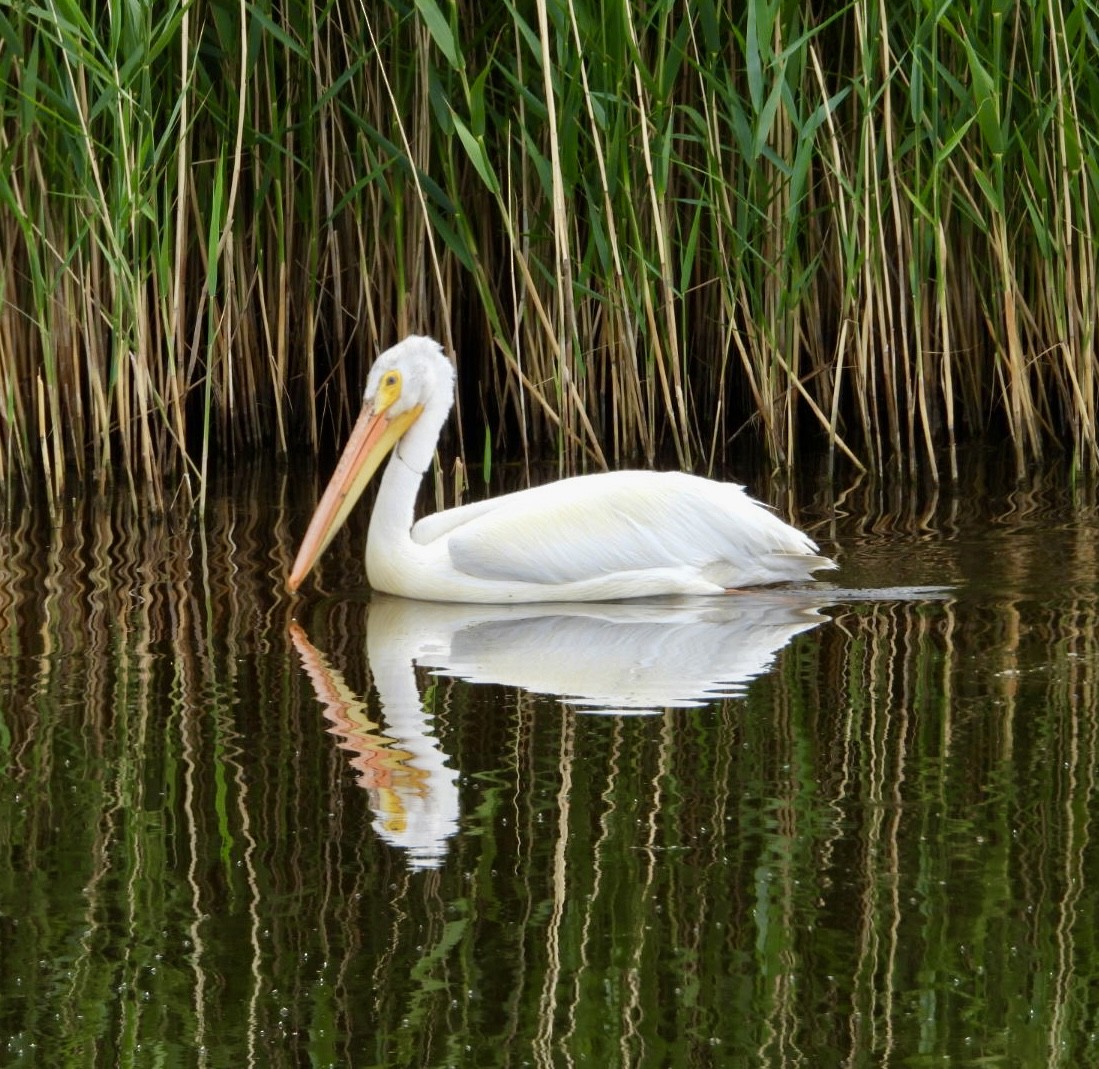 American White Pelican - ML619910485