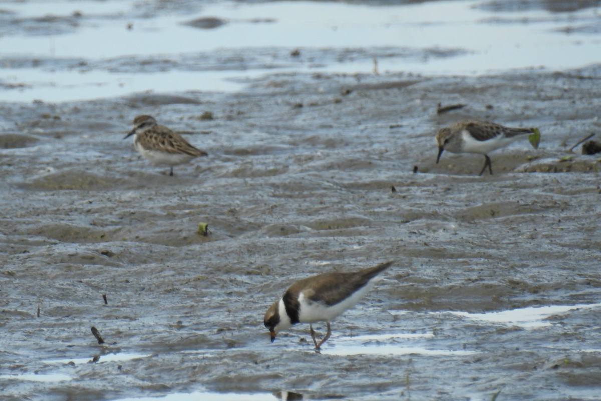 Semipalmated Plover - ML619910516