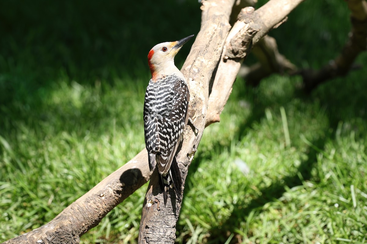 Red-bellied Woodpecker - ML619910520