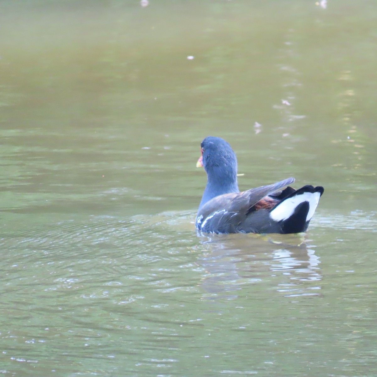 Gallinule poule-d'eau - ML619910523