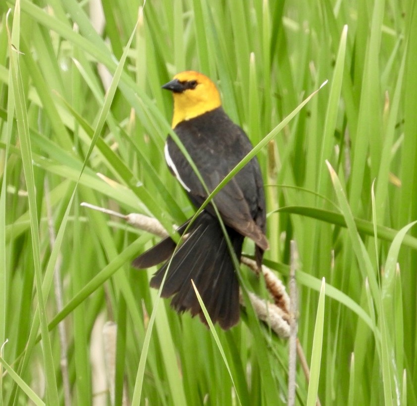 Yellow-headed Blackbird - ML619910532