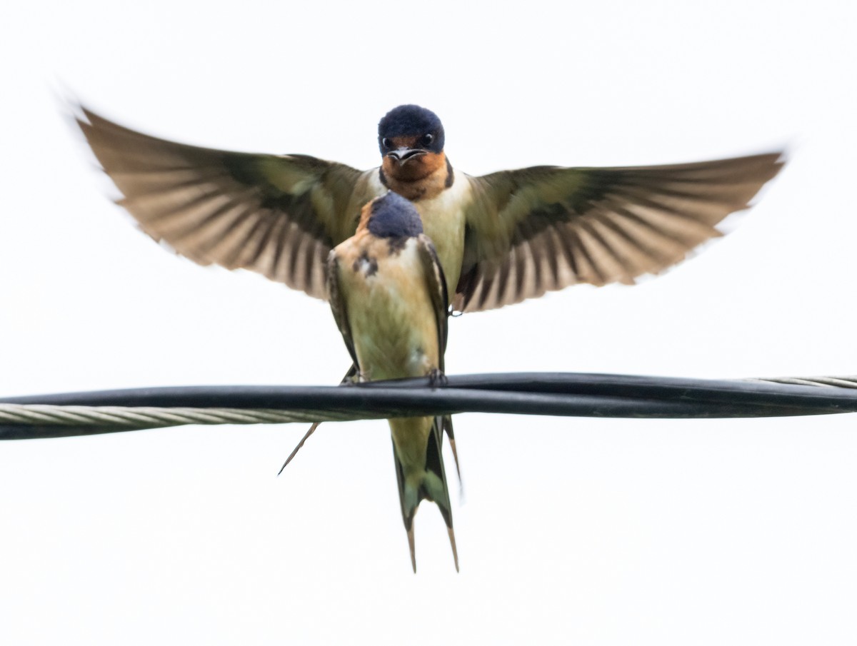 Barn Swallow - ML619910544