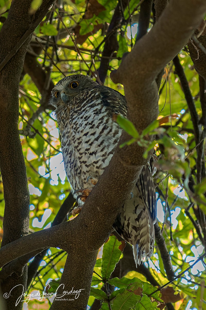 Powerful Owl - ML619910546