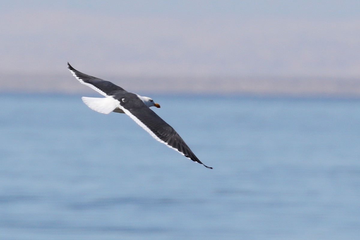 Yellow-footed Gull - ML619910556