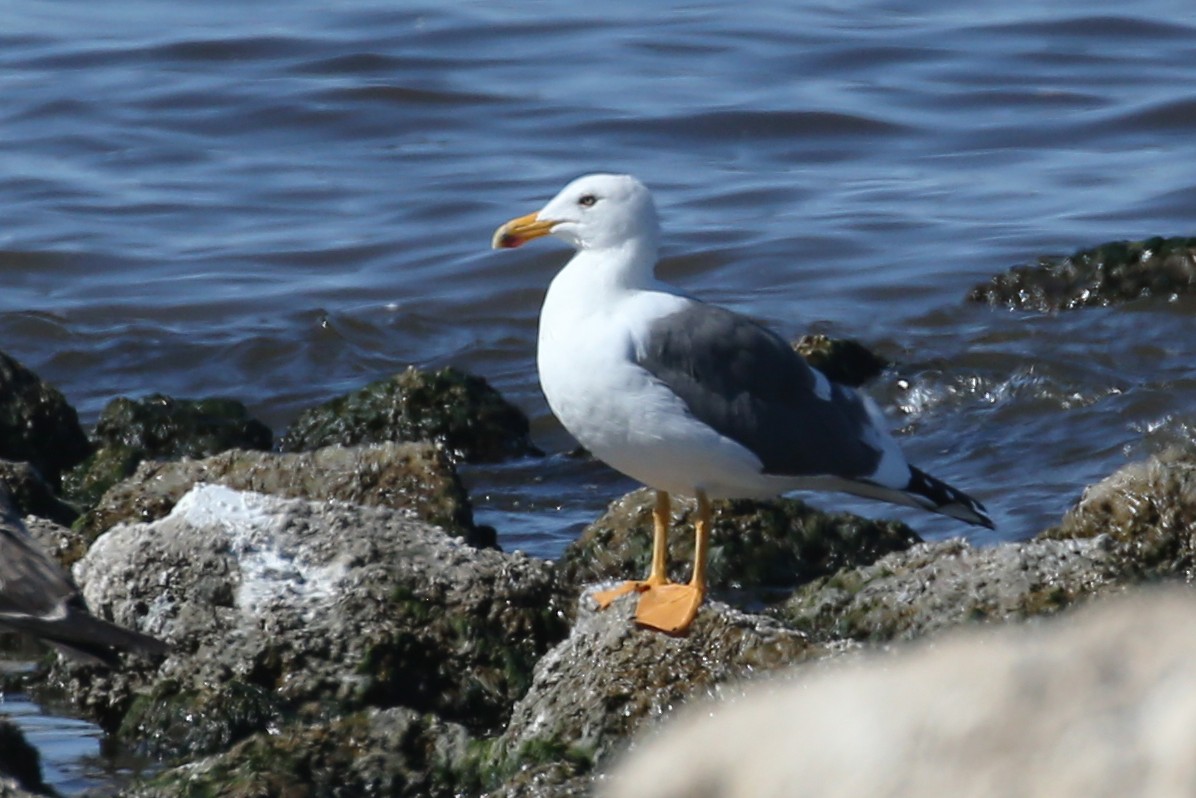 Yellow-footed Gull - ML619910557