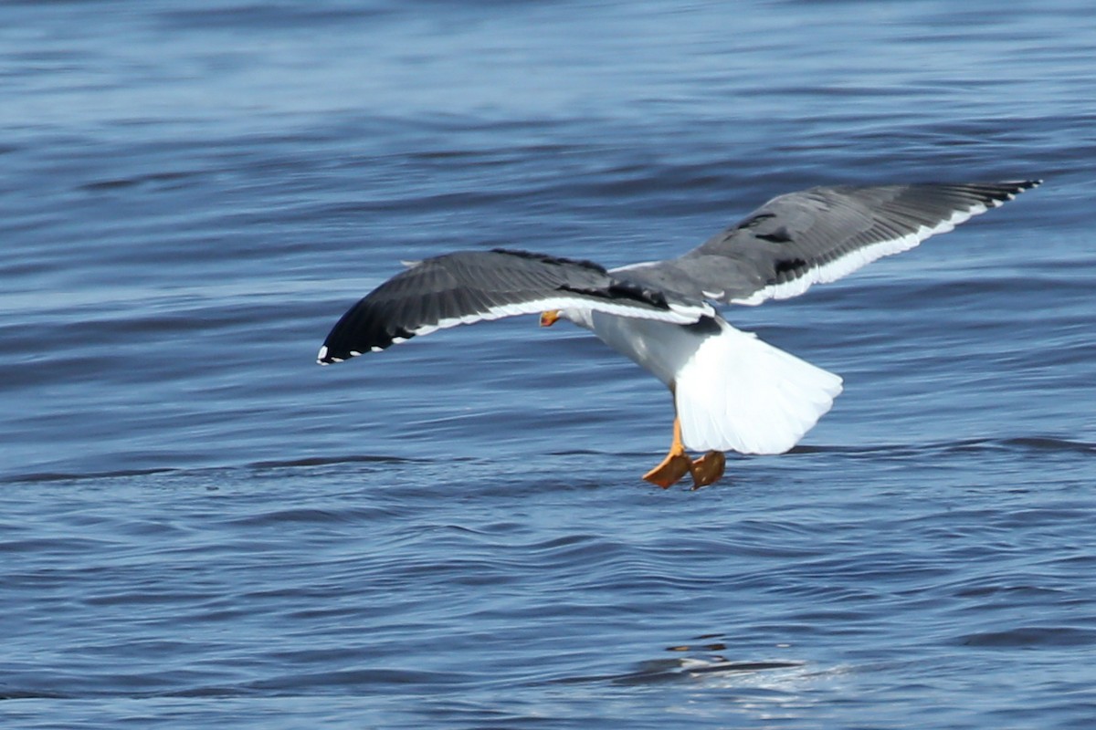 Yellow-footed Gull - ML619910558