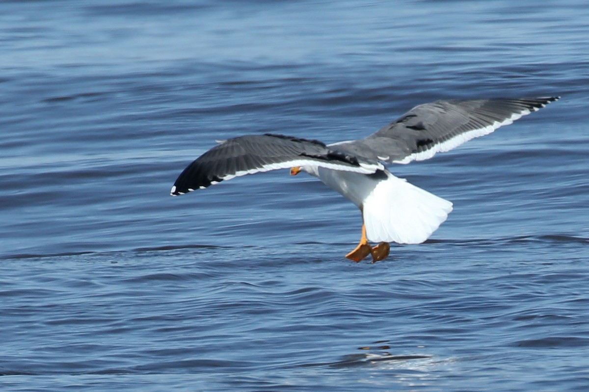 Gaviota de Cortés - ML619910558