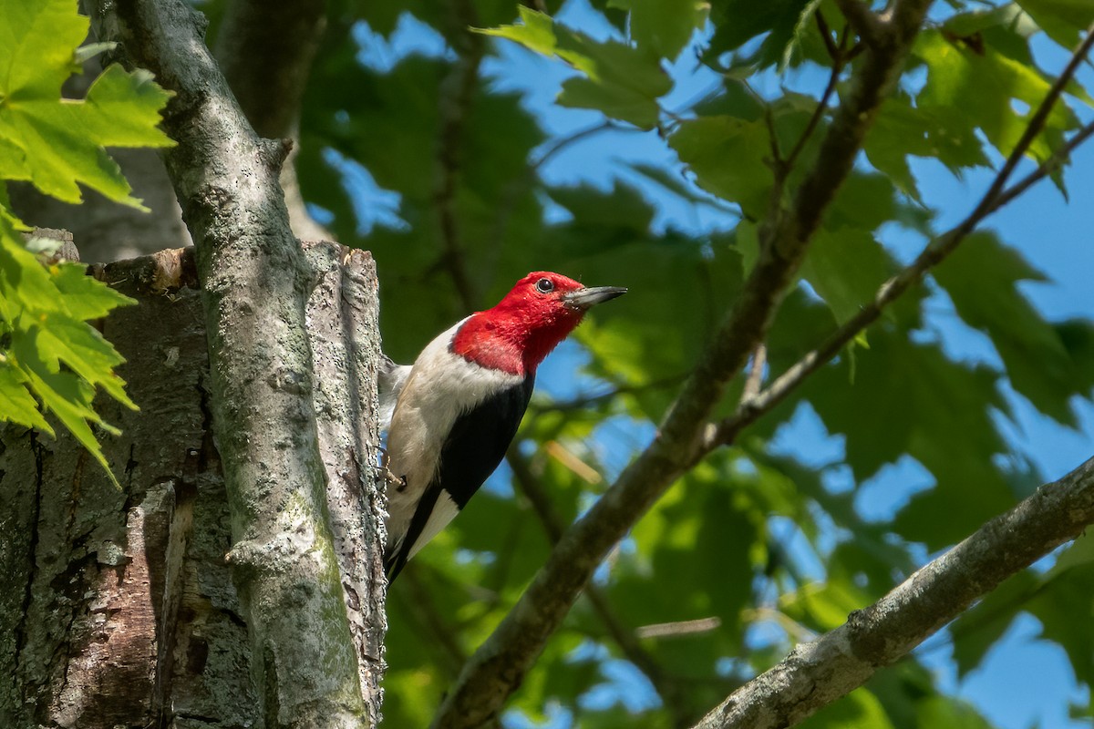 Red-headed Woodpecker - ML619910559