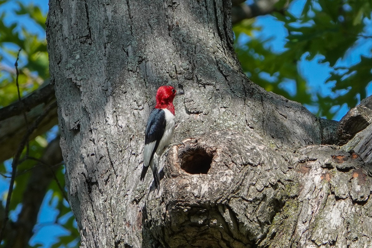 Red-headed Woodpecker - ML619910560