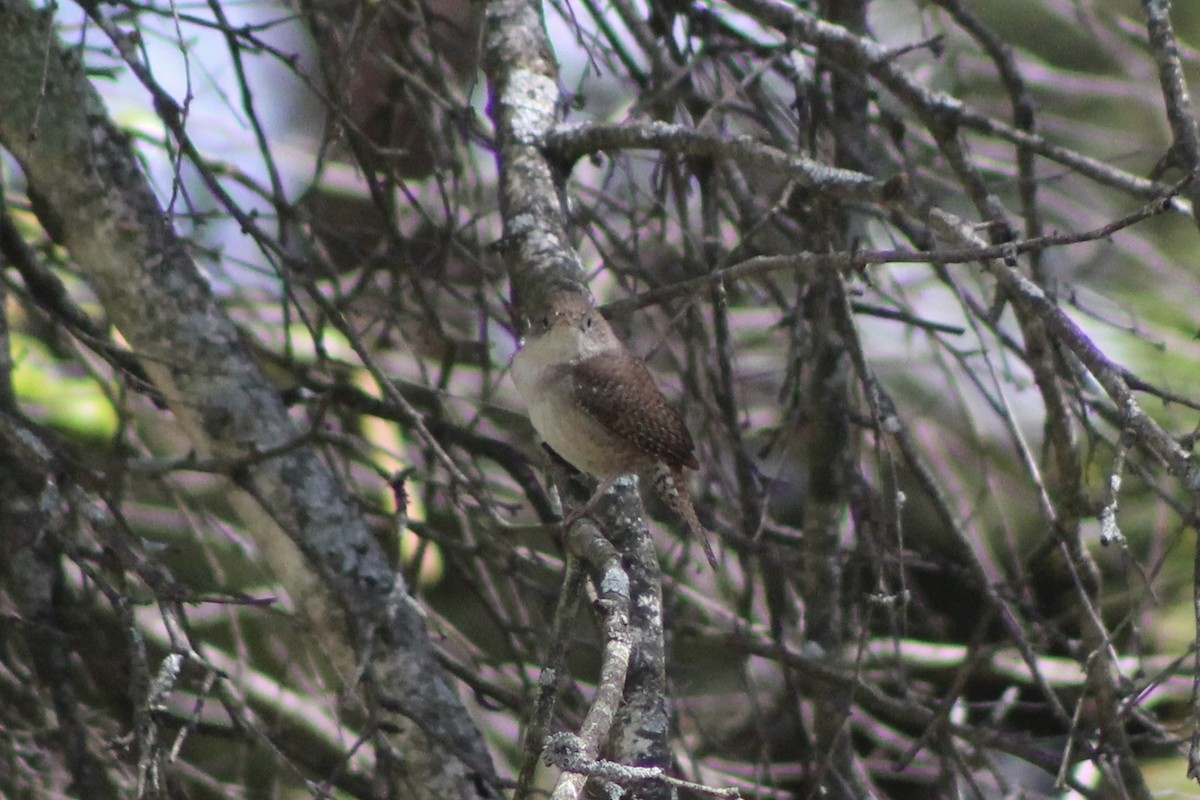 House Wren - ML619910564