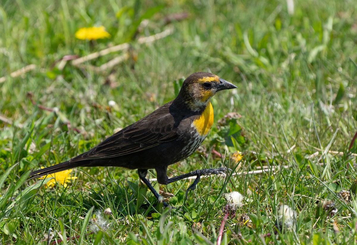 Yellow-headed Blackbird - ML619910574