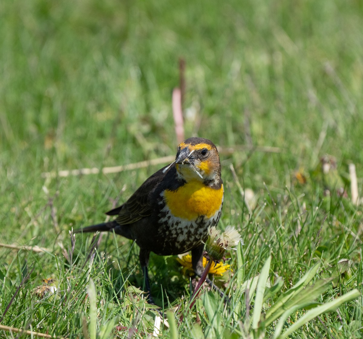 Yellow-headed Blackbird - ML619910575