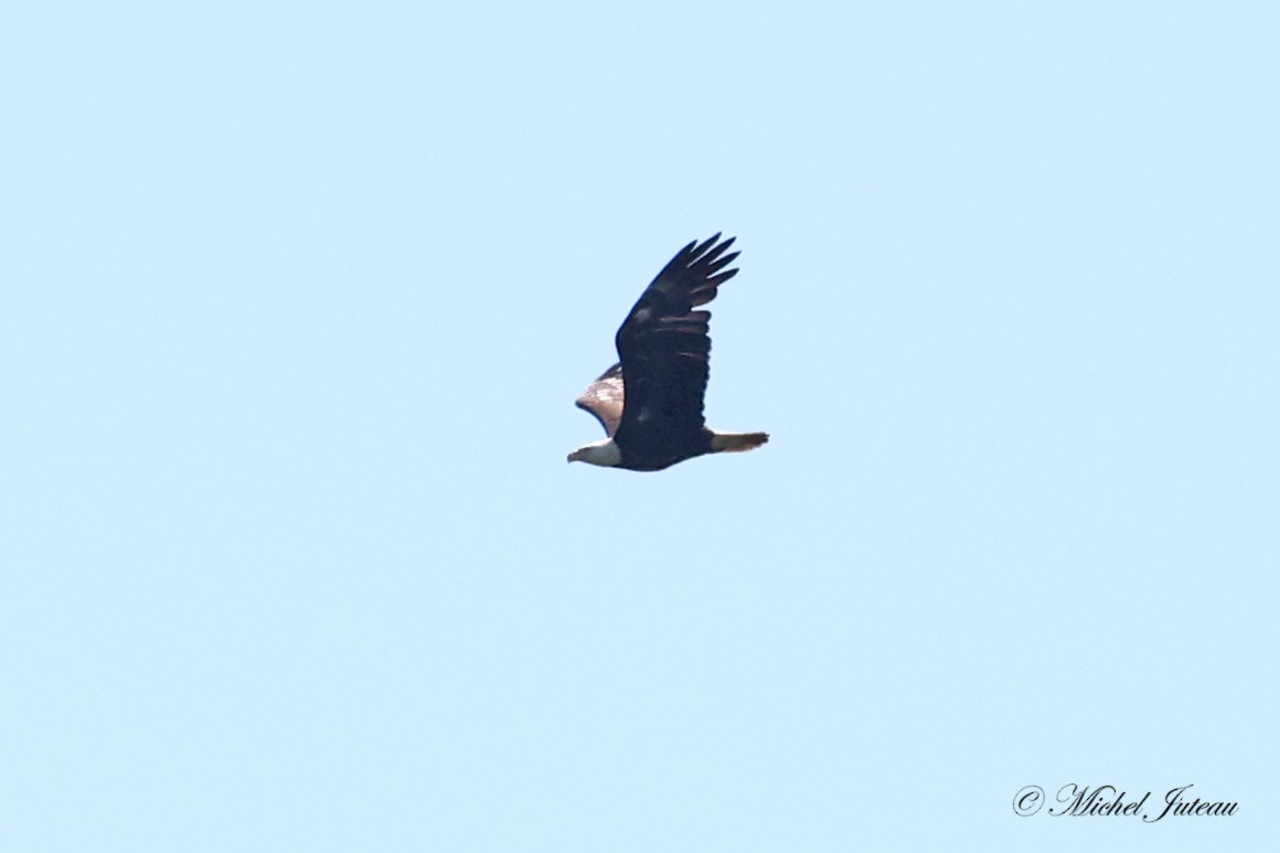 Bald Eagle - ML619910589