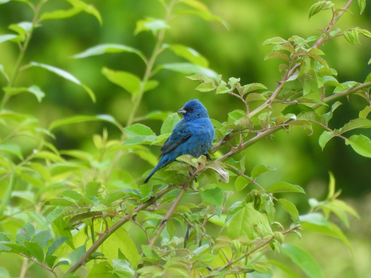 Indigo Bunting - ML619910593