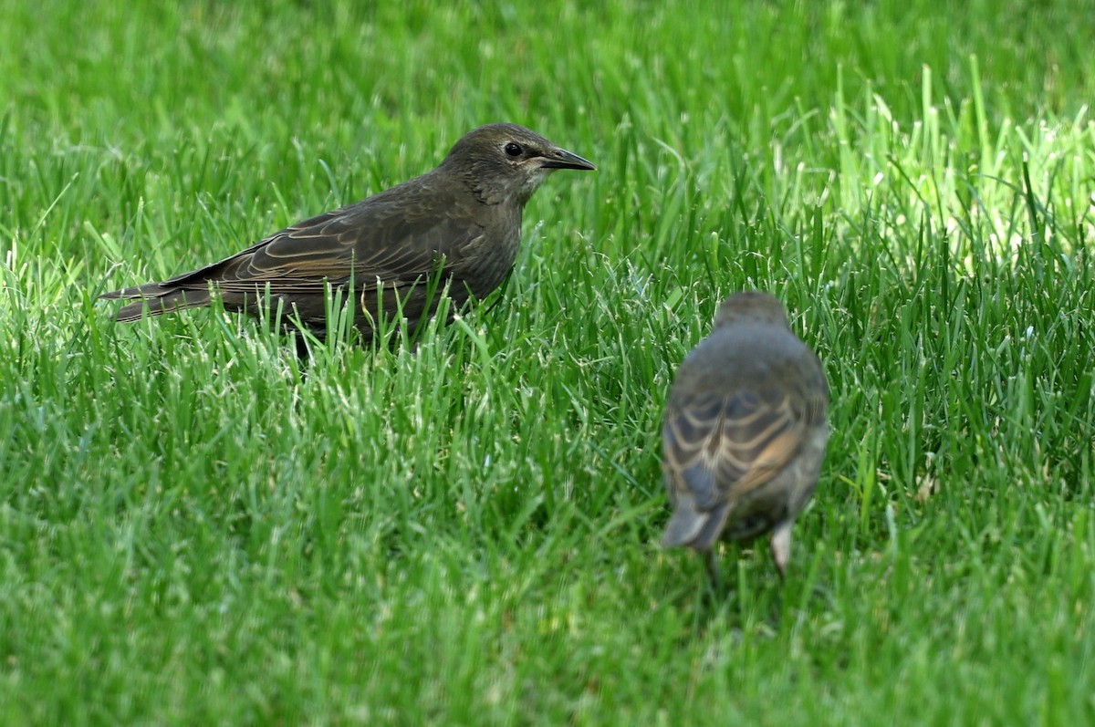 European Starling - ML619910610