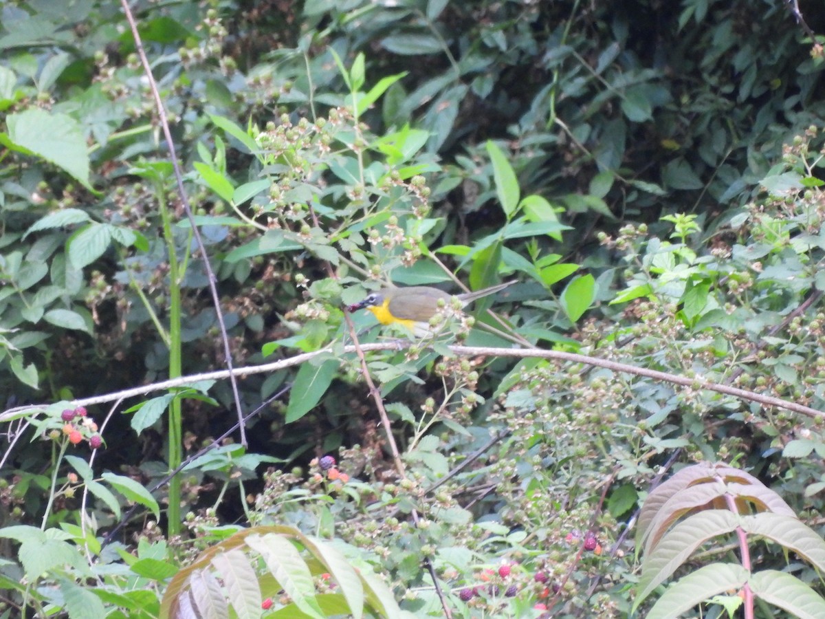 Yellow-breasted Chat - ML619910632