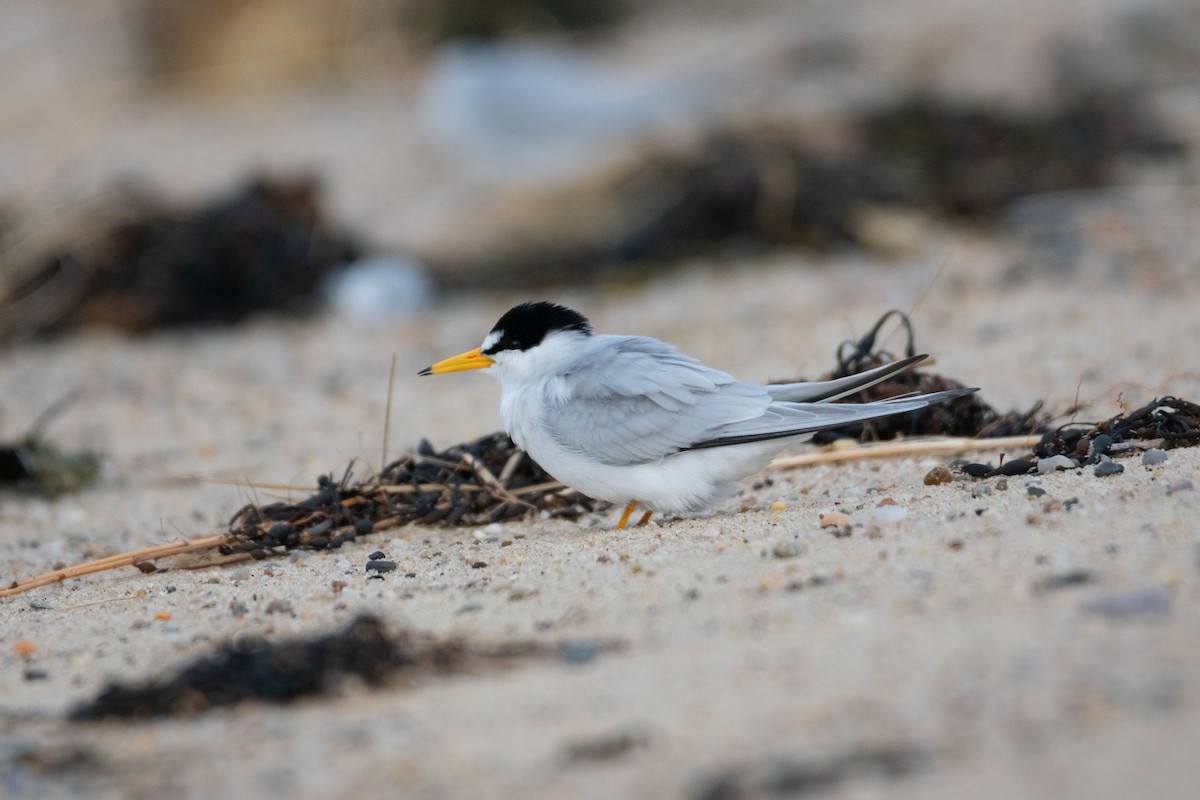 Least Tern - ML619910635