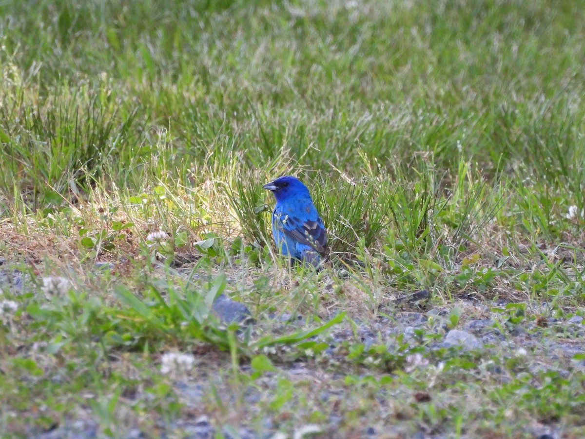 Indigo Bunting - ML619910655