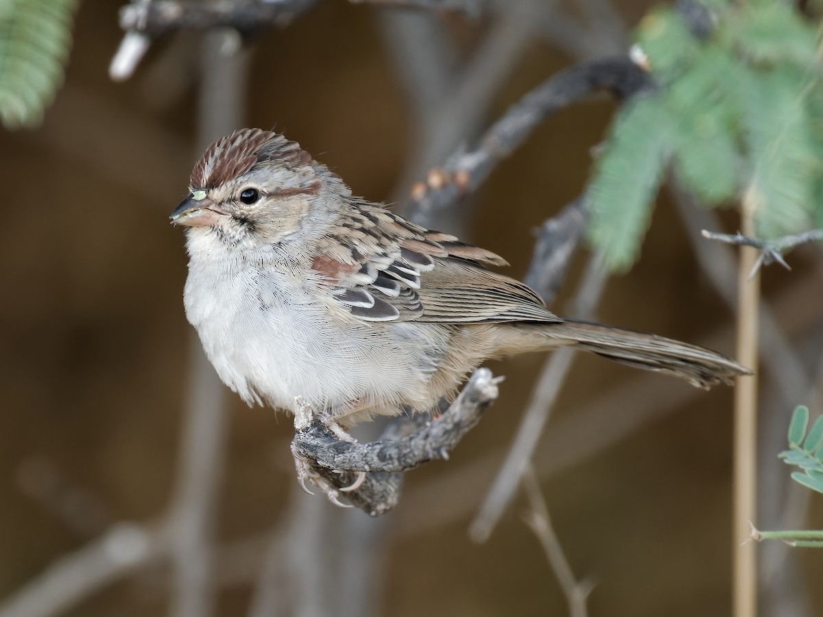 Rufous-winged Sparrow - ML619910661