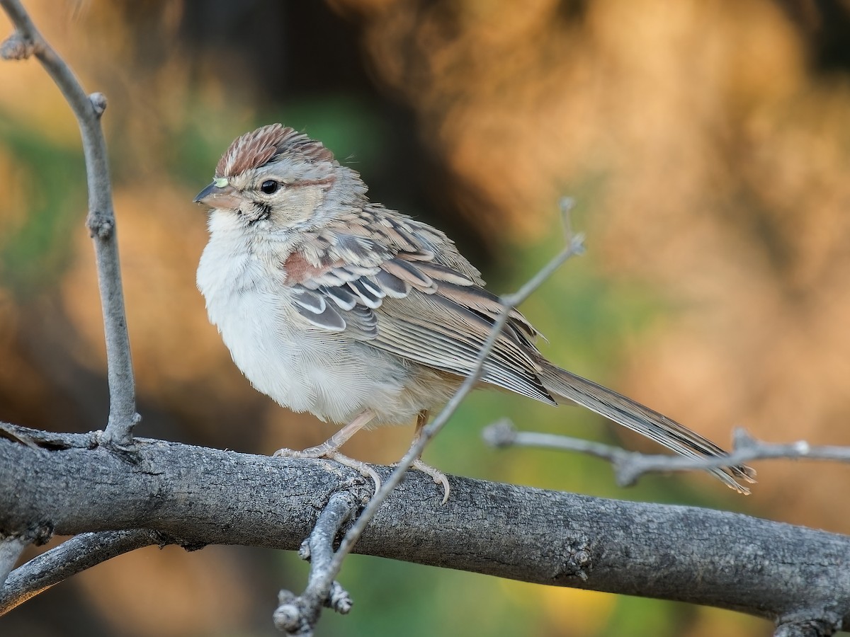 Rufous-winged Sparrow - ML619910662