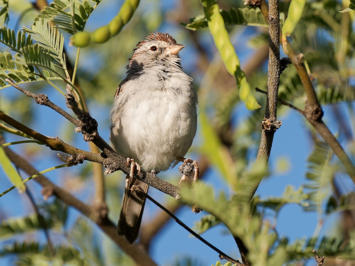 Rufous-winged Sparrow - ML619910664