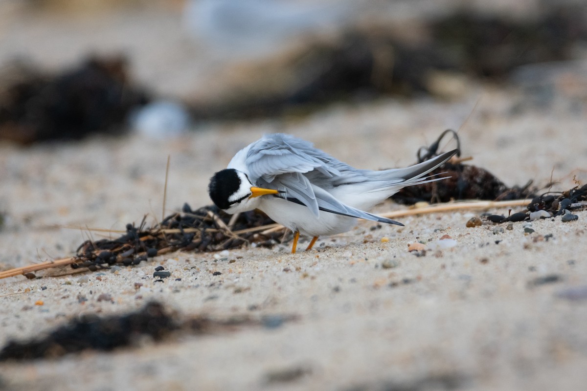 Least Tern - ML619910669