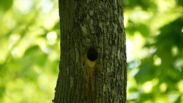 Hairy Woodpecker - ML619910672