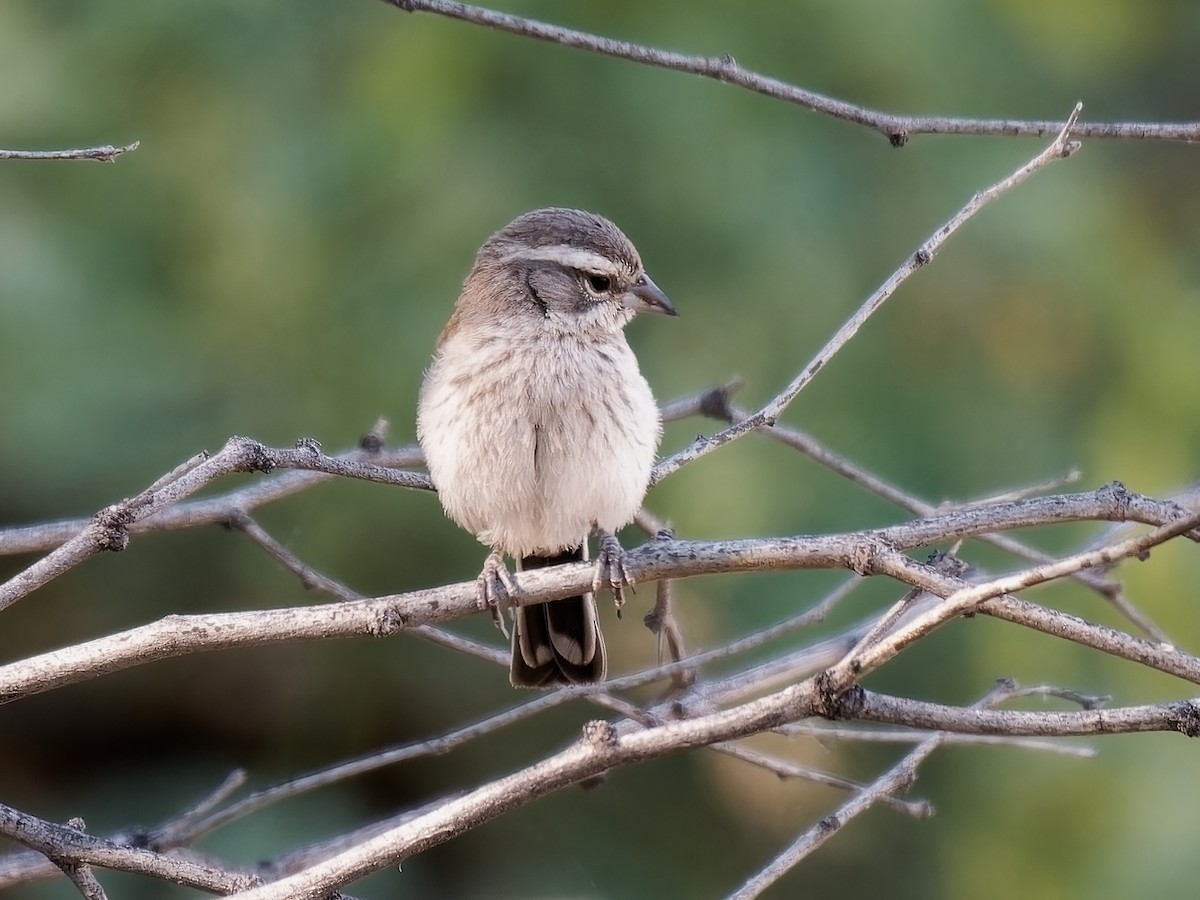 Black-throated Sparrow - ML619910677